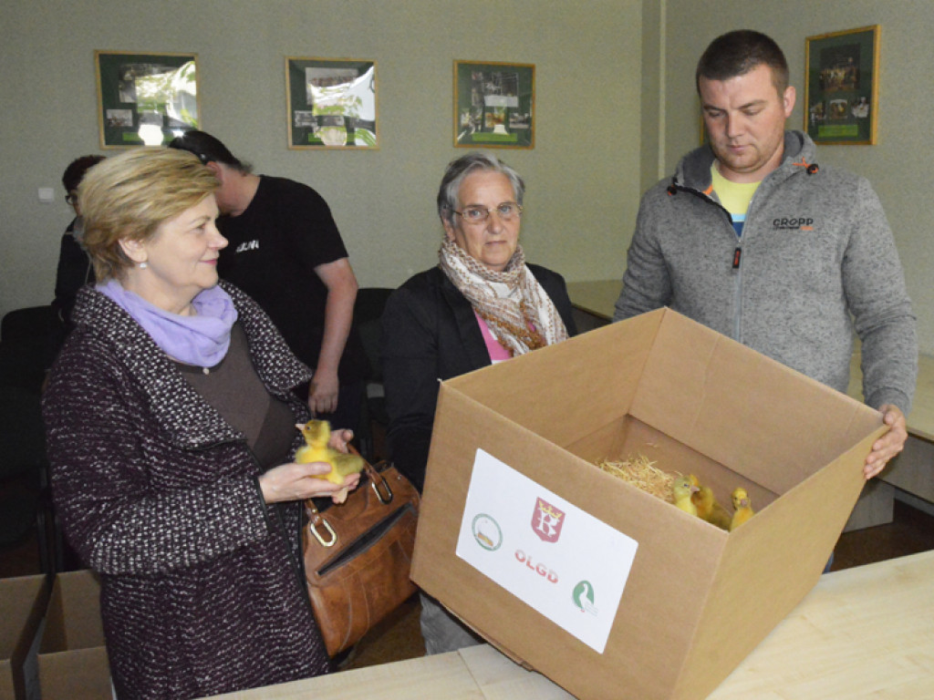 Ostrzeszowska Lokalna Grupa Działania rozdała gąski i gąsiorki (FILM)