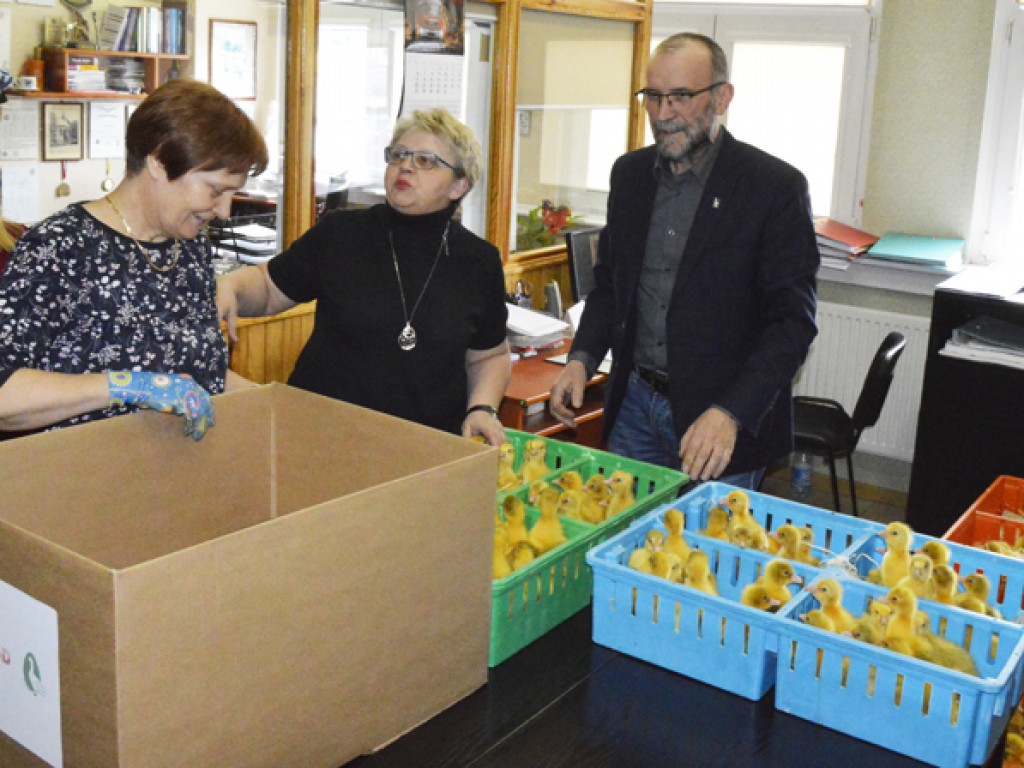 Ostrzeszowska Lokalna Grupa Działania rozdała gąski i gąsiorki (FILM)