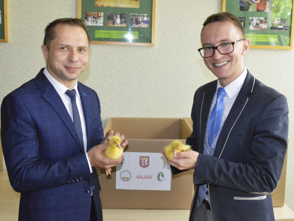 Ostrzeszowska Lokalna Grupa Działania rozdała gąski i gąsiorki (FILM)