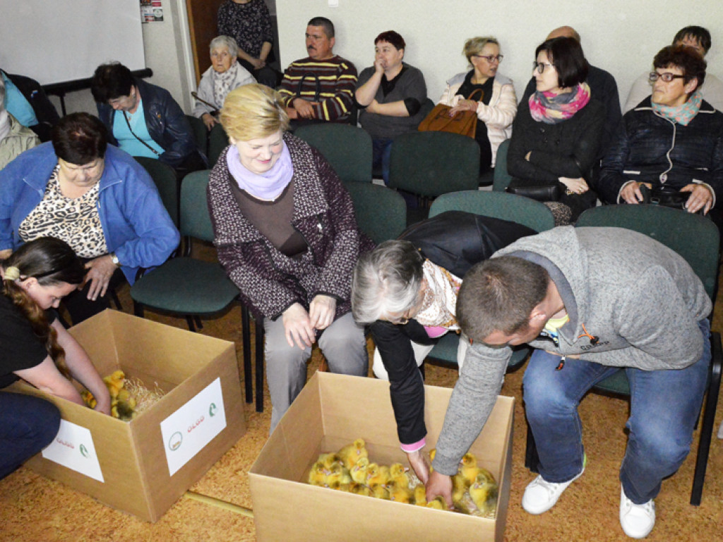 Ostrzeszowska Lokalna Grupa Działania rozdała gąski i gąsiorki (FILM)