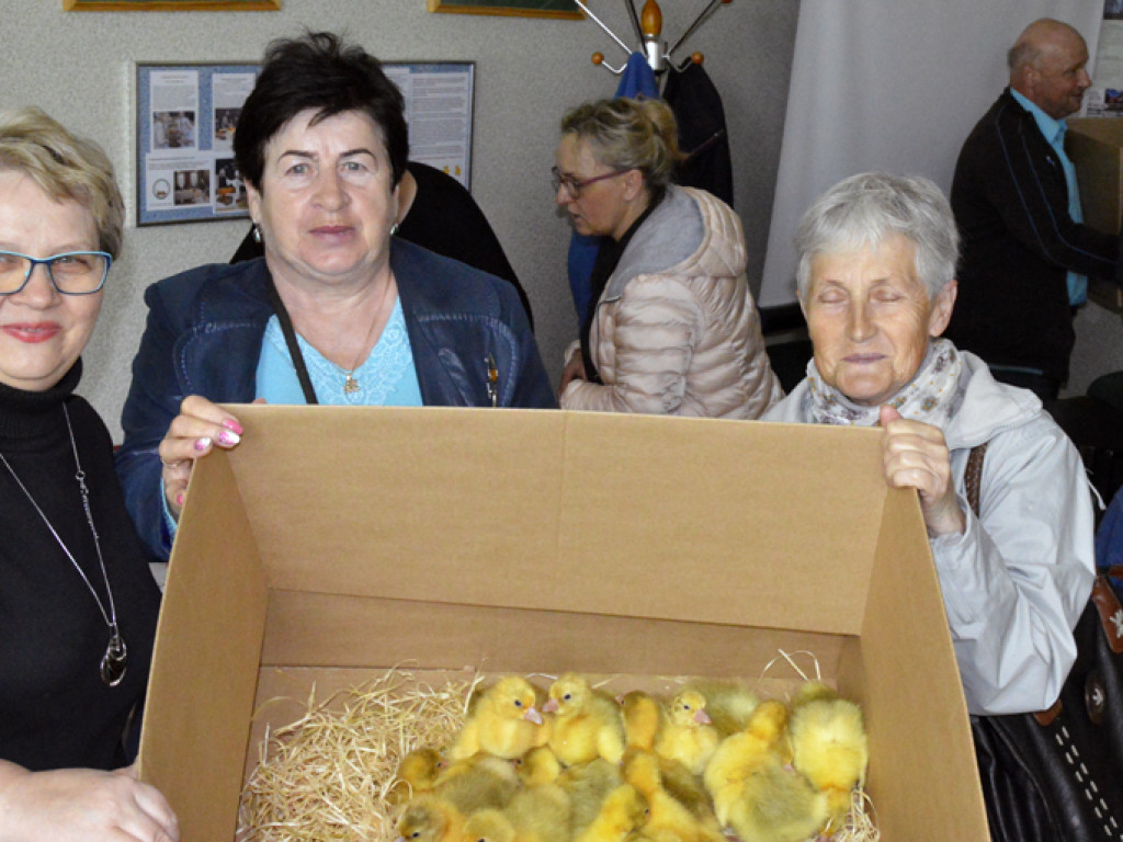 Ostrzeszowska Lokalna Grupa Działania rozdała gąski i gąsiorki (FILM)