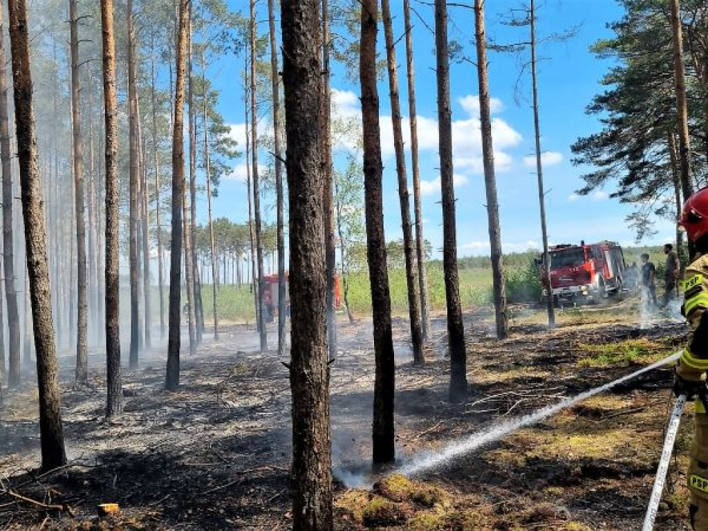 MYŚLNIEW: Pożar poszycia leśnego