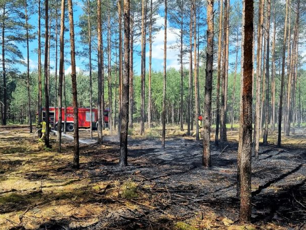 MYŚLNIEW: Pożar poszycia leśnego