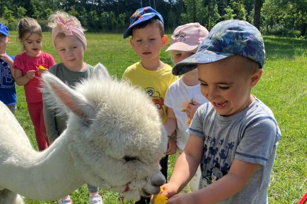 Piknik Przedszkolaków i spotkanie z alpakami