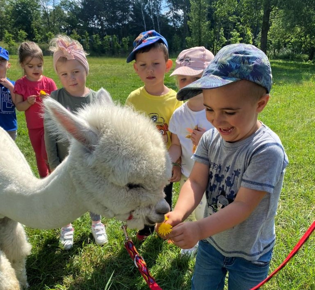 Piknik Przedszkolaków i spotkanie z alpakami