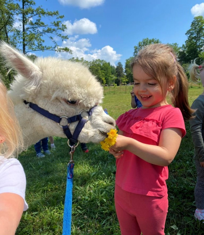 Piknik Przedszkolaków i spotkanie z alpakami