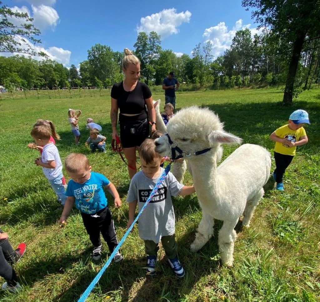 Piknik Przedszkolaków i spotkanie z alpakami