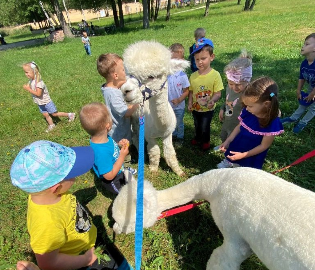 Piknik Przedszkolaków i spotkanie z alpakami