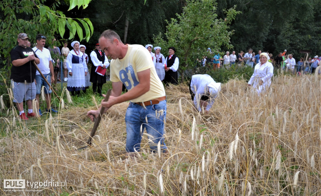 W Palatach żniwa, ale jak to dawniej bywało