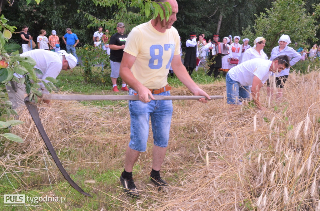 W Palatach żniwa, ale jak to dawniej bywało