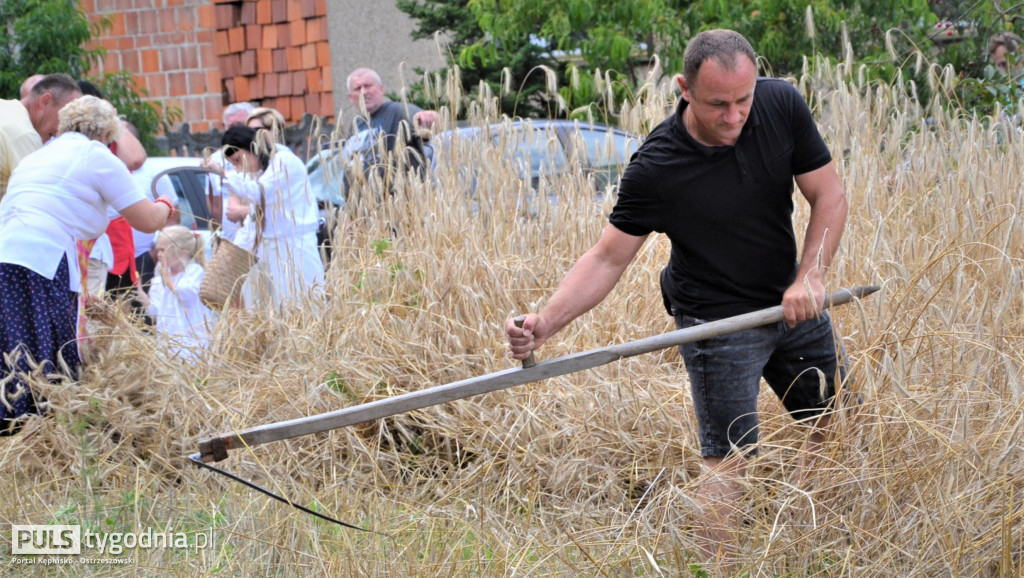 W Palatach żniwa, ale jak to dawniej bywało