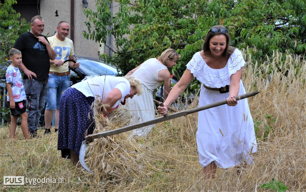 W Palatach żniwa, ale jak to dawniej bywało