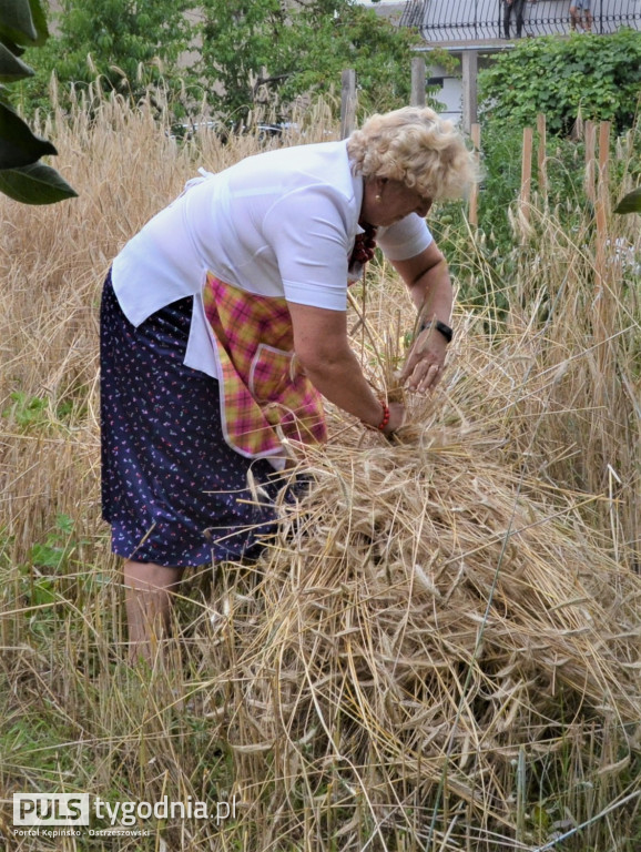 W Palatach żniwa, ale jak to dawniej bywało