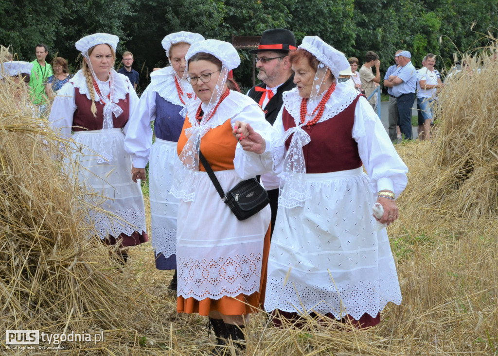 W Palatach żniwa, ale jak to dawniej bywało