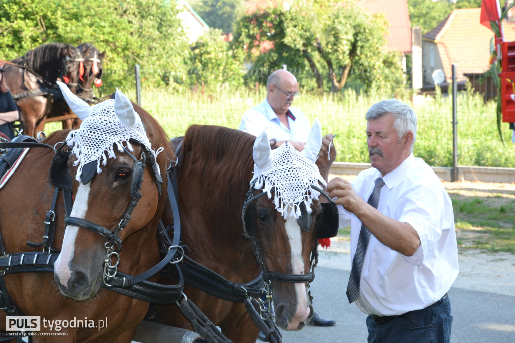 Święcenie zwierząt w Mikstacie