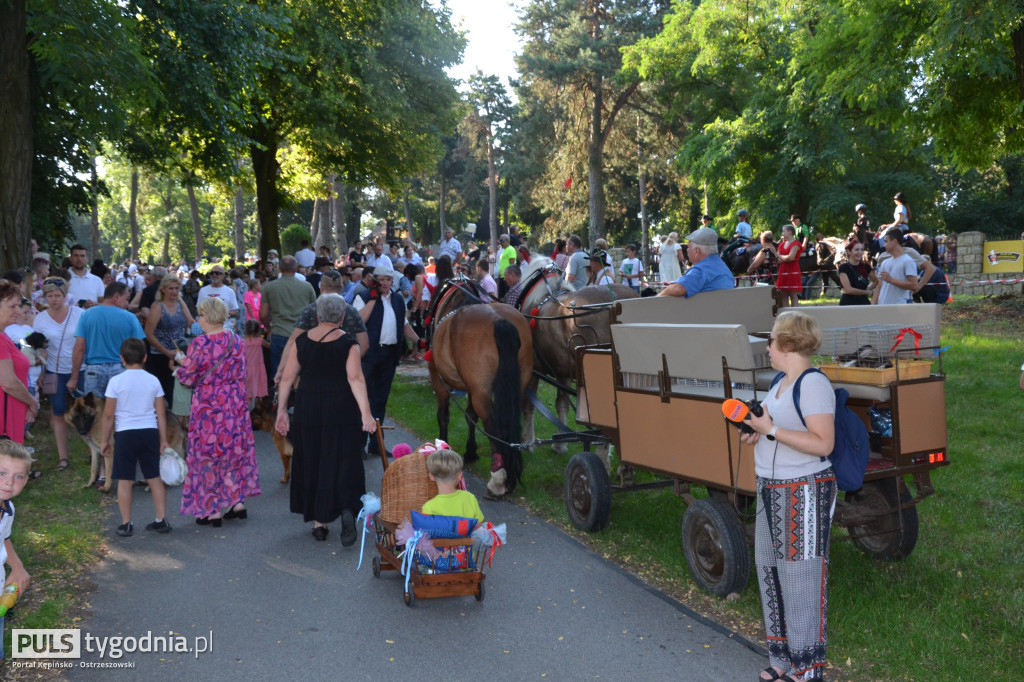 Święcenie zwierząt w Mikstacie