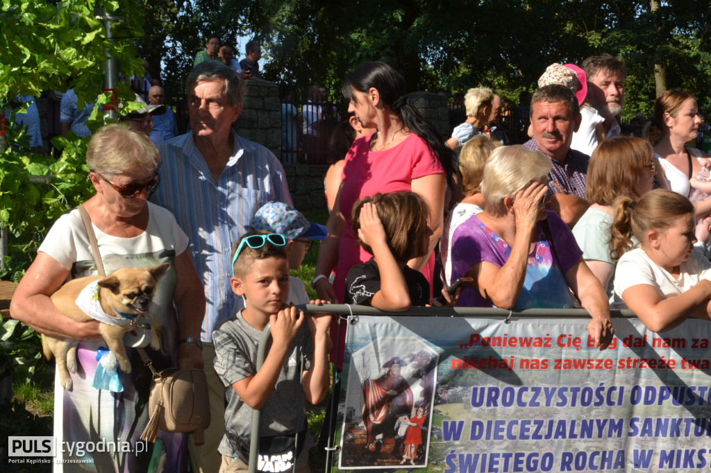 Święcenie zwierząt w Mikstacie