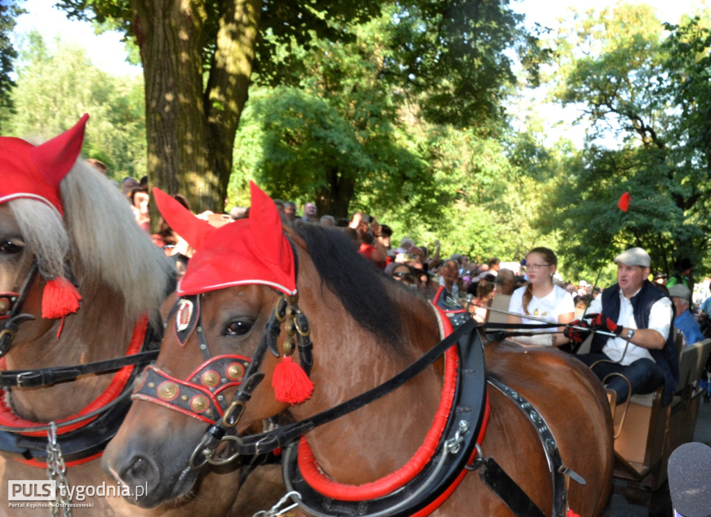 Święcenie zwierząt w Mikstacie