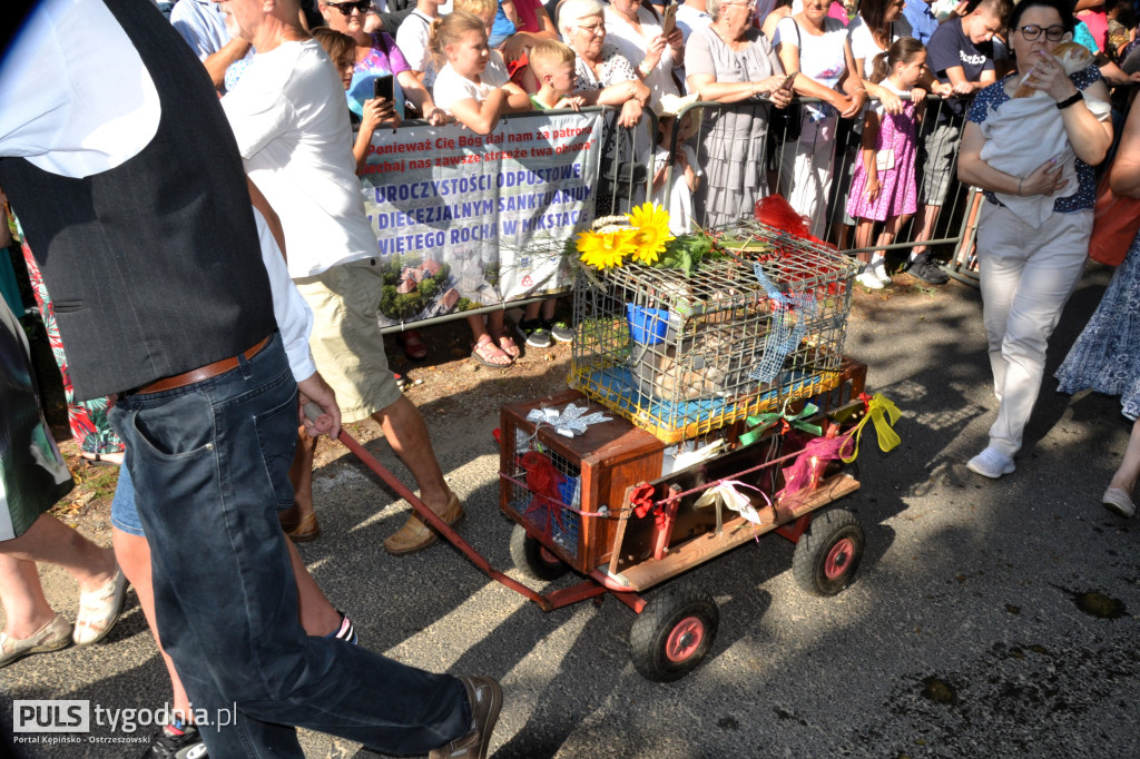 Święcenie zwierząt w Mikstacie