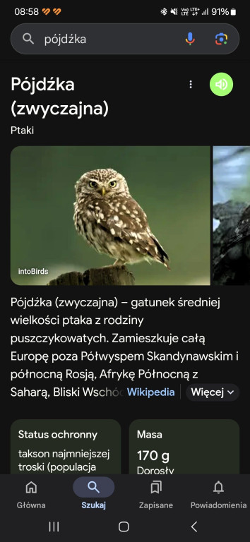 W Doruchowie w kominie rozgościły się sówki