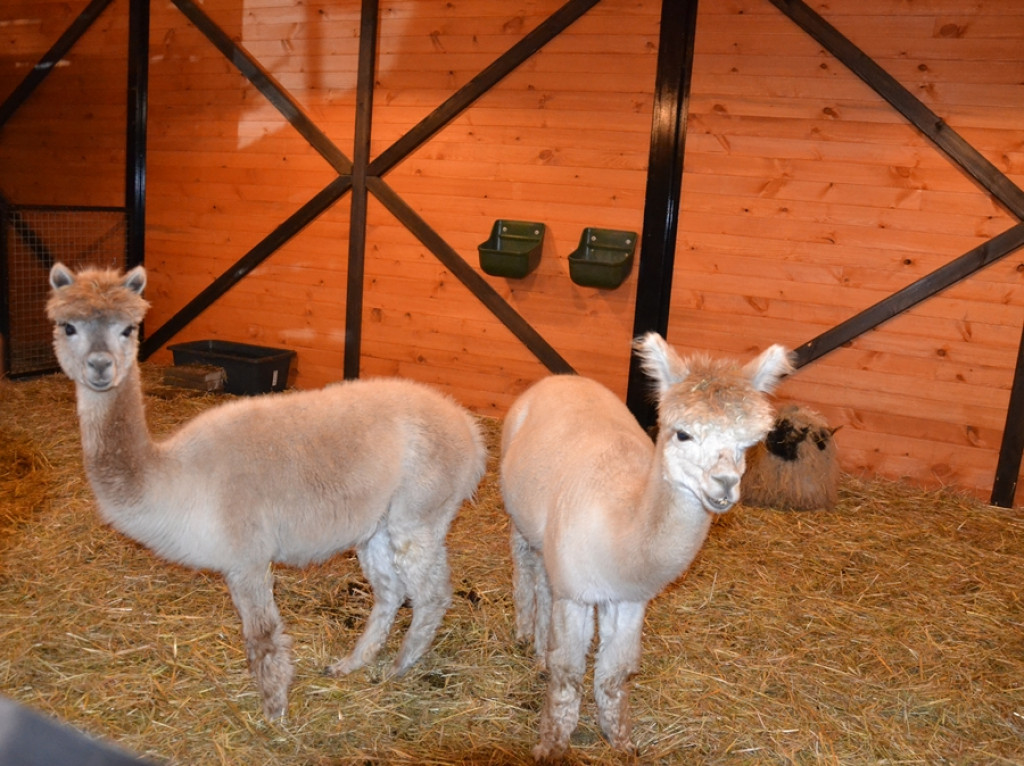 Mikstacka Szkoła św. Rocha na szlaku