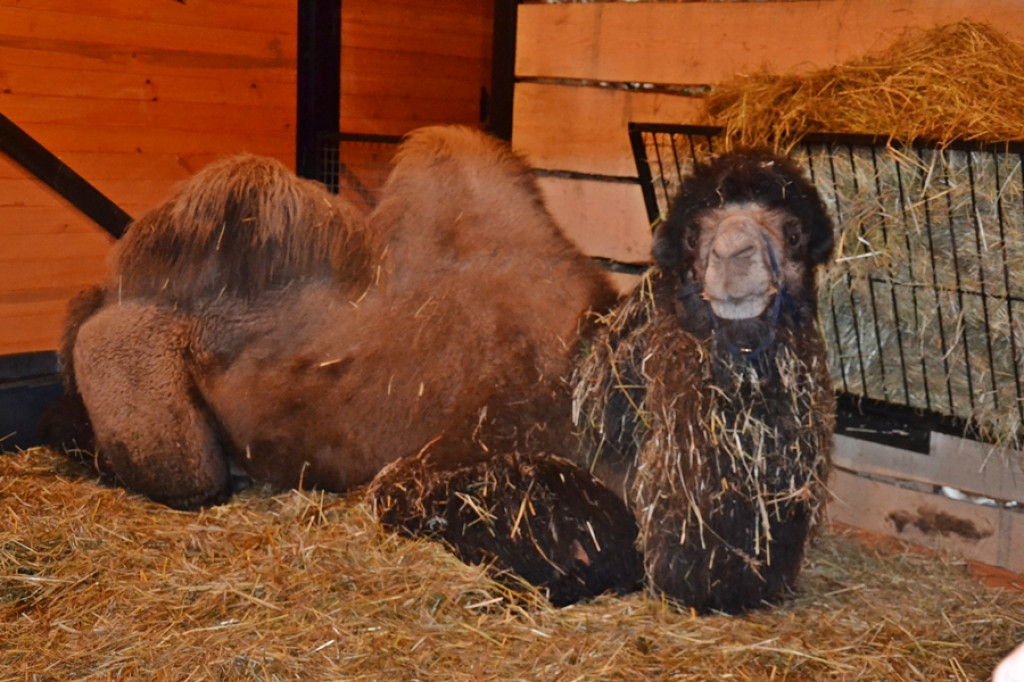 Mikstacka Szkoła św. Rocha na szlaku
