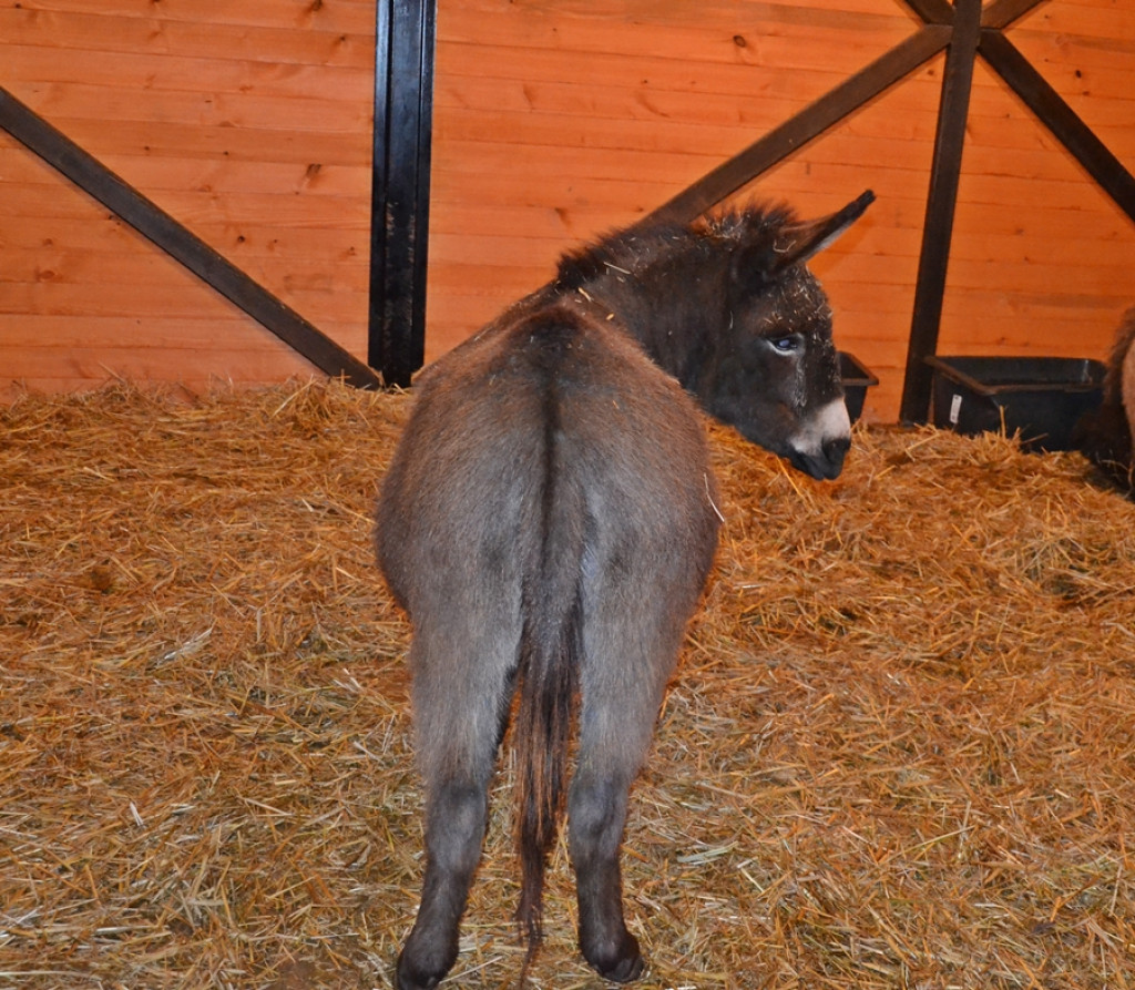 Mikstacka Szkoła św. Rocha na szlaku