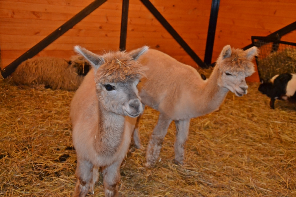 Mikstacka Szkoła św. Rocha na szlaku