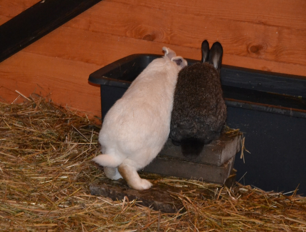 Mikstacka Szkoła św. Rocha na szlaku