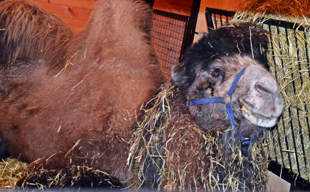 Mikstacka Szkoła św. Rocha na szlaku