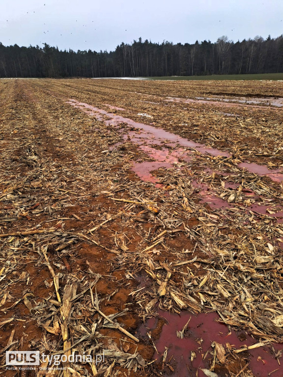 Pola skąpane we krwi