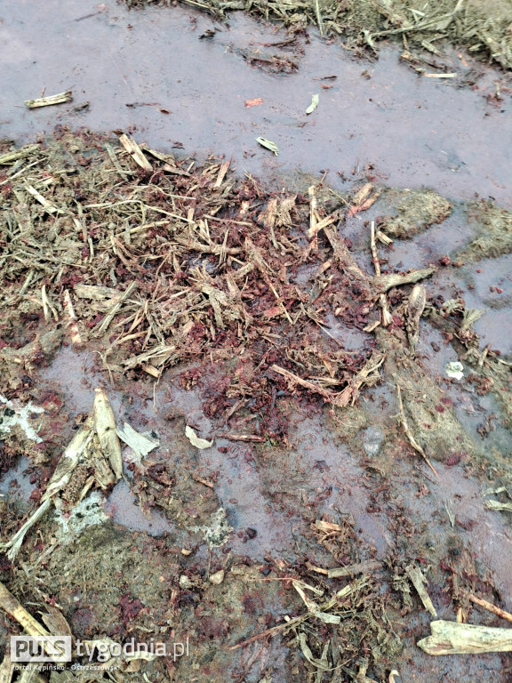 Pola skąpane we krwi