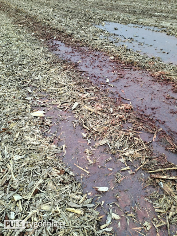 Pola skąpane we krwi