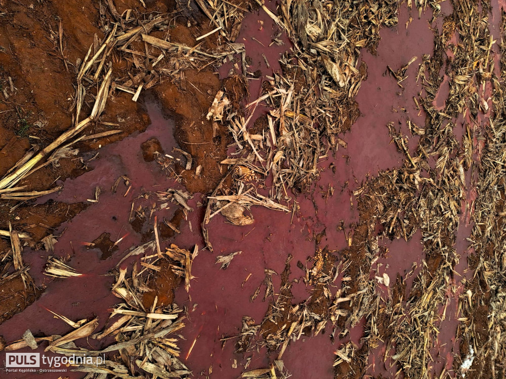 Pola skąpane we krwi