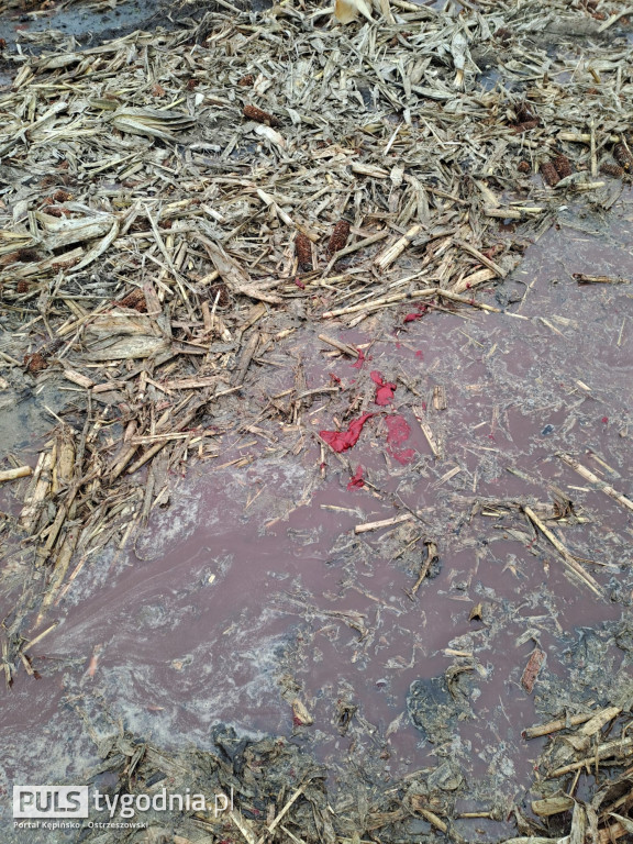 Pola skąpane we krwi