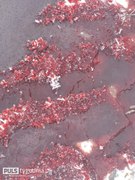 Pola skąpane we krwi