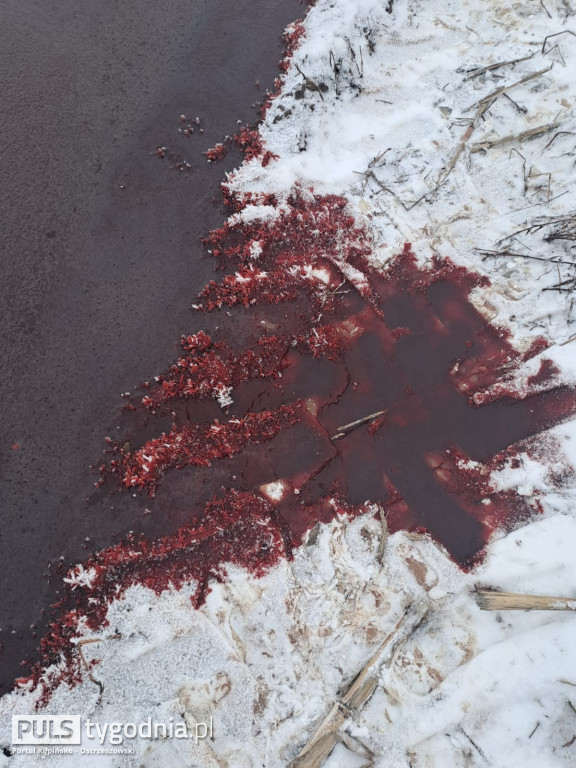 Pola skąpane we krwi