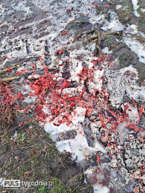 Pola skąpane we krwi