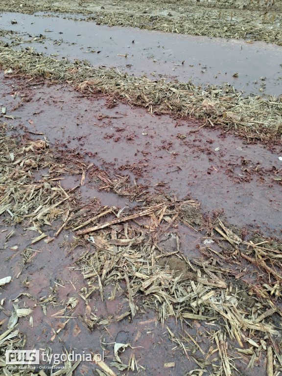 Pola skąpane we krwi