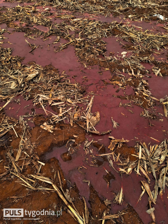 Pola skąpane we krwi