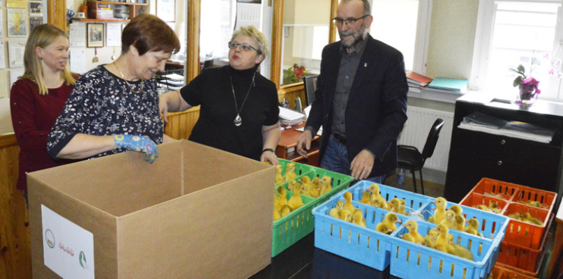 Ostrzeszowska Lokalna Grupa Działania rozdała gąski i gąsiorki (FILM)