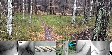 ,Linki śmierci" w lesie koło Rojowa-41263