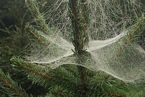 Kupujesz żywą choinkę na święta? Ten szczegół łatwo przeoczyć-43093