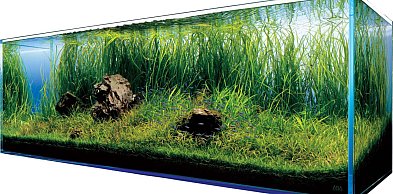 Jak założyć akwarium roślinne dla początkujących?