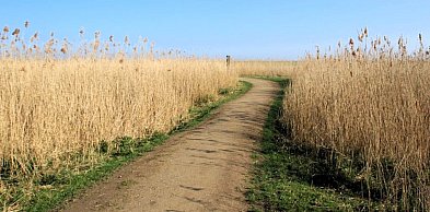 Prawie 27 mln zł na drogi, drzewa i zbiorniki wodne w Wielkopolsce