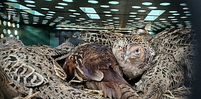 Mikstackie bażanty wzbogaciły populację-42800