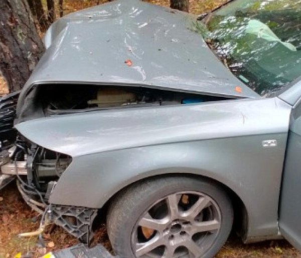 Audi uderzyło w drzewo, a na citroena spadł jego konar -42306