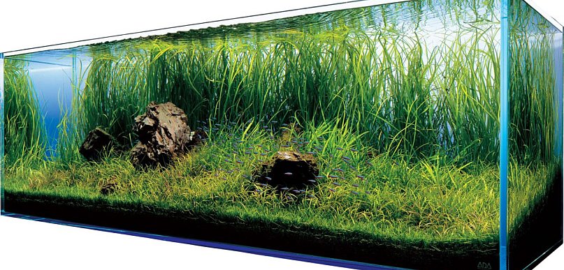 Jak założyć akwarium roślinne dla początkujących?