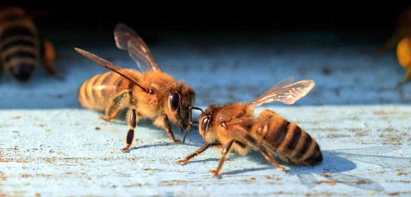 2 mln zł na pokarm dla pasiek w Wielkopolsce