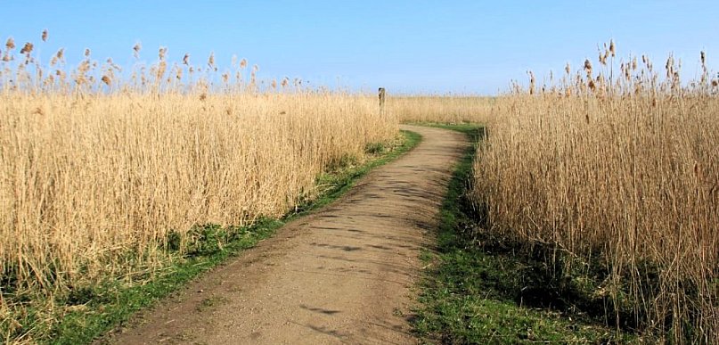 Prawie 27 mln zł na drogi, drzewa i zbiorniki wodne w Wielkopolsce